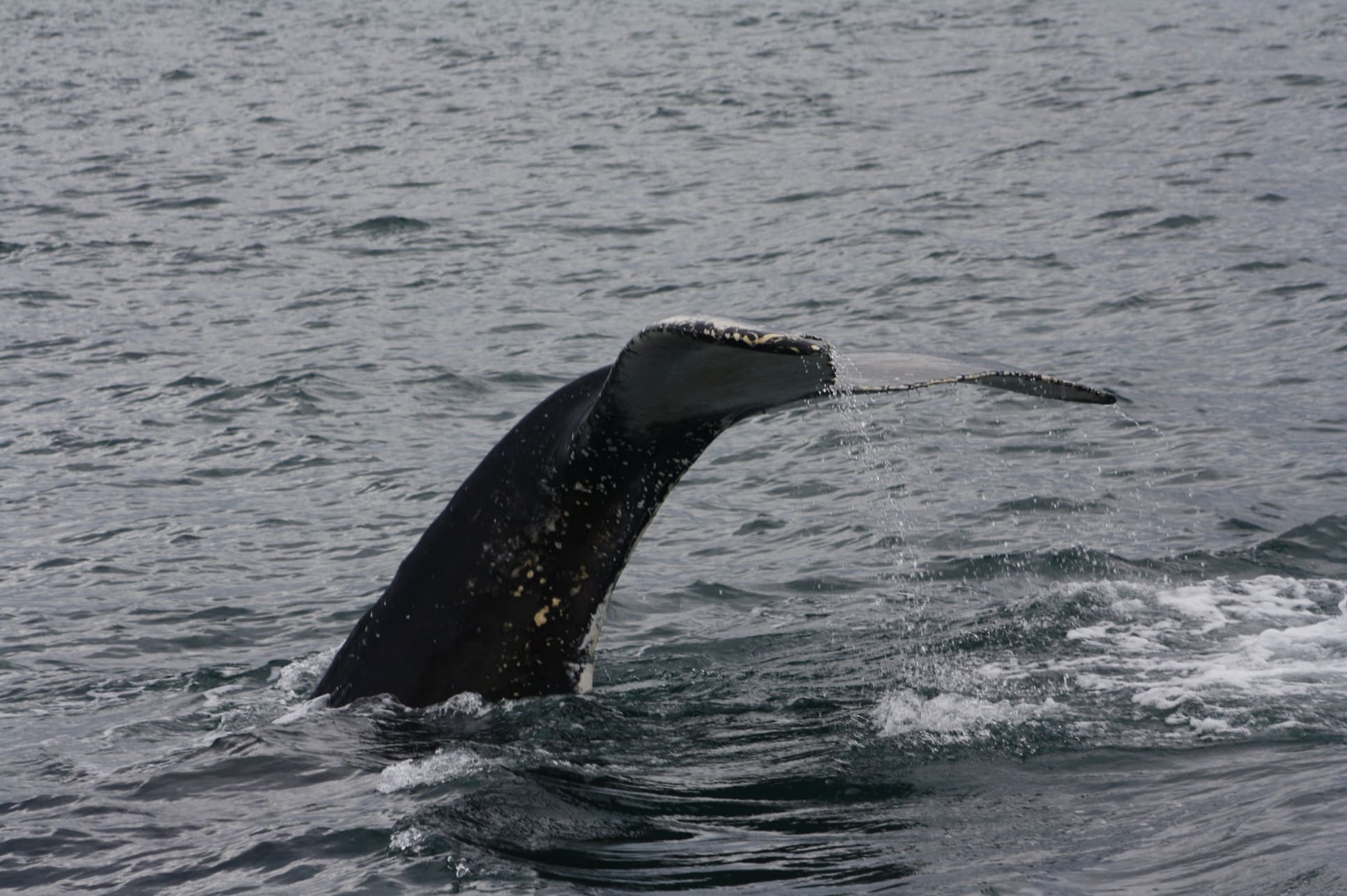 Queue de baleine