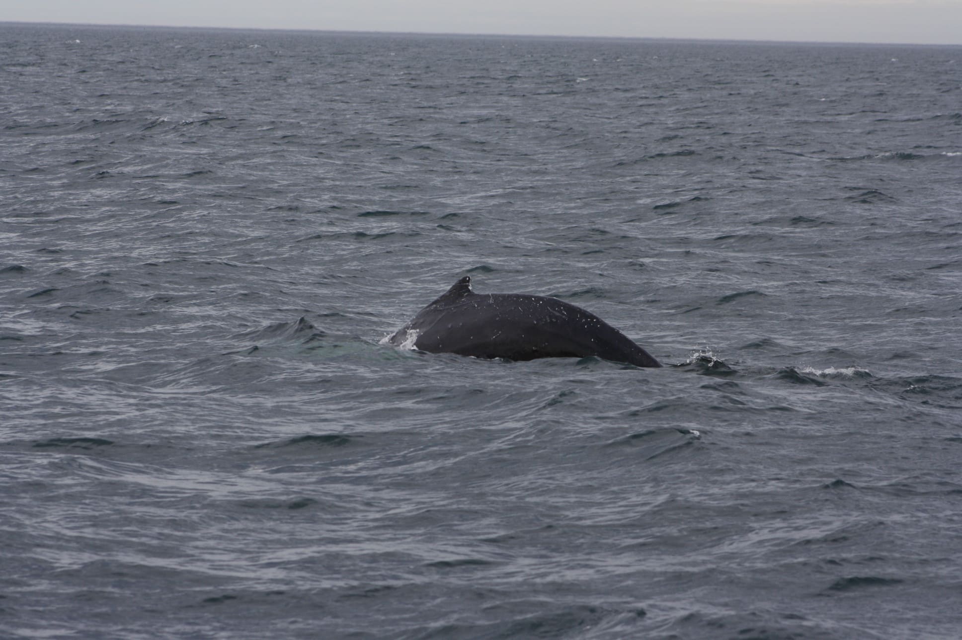 Baleine dans la mer