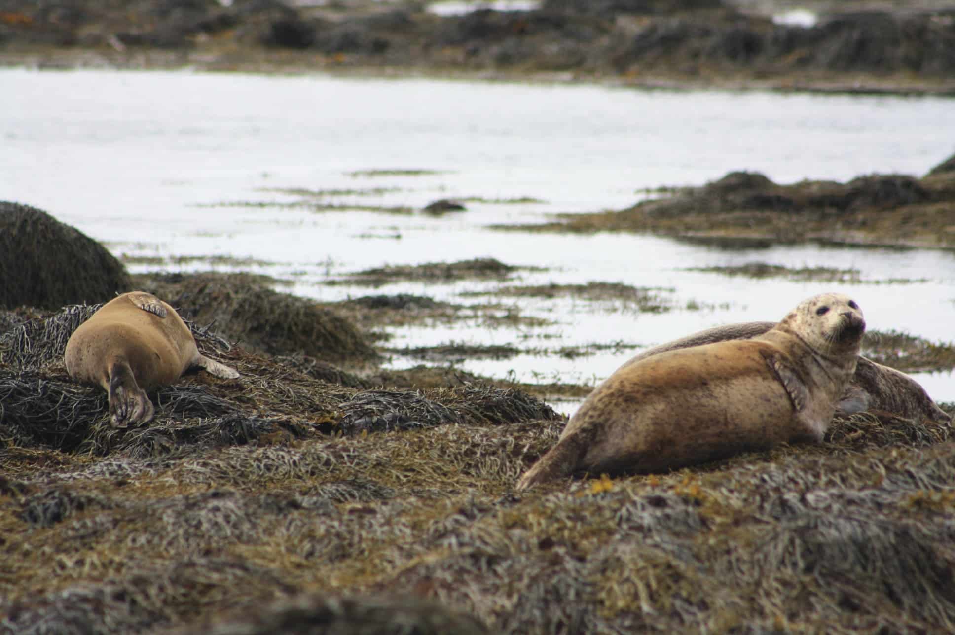 Deux phoques en bord de mer