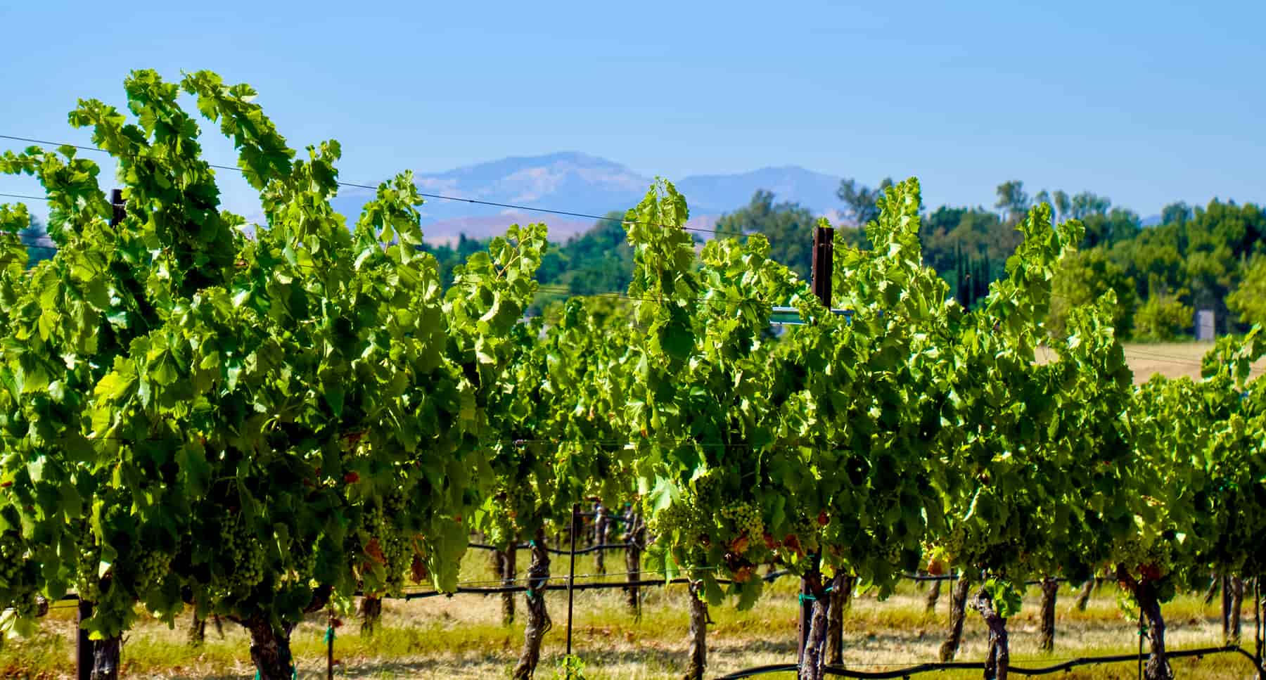 Vignes dans les Pouilles