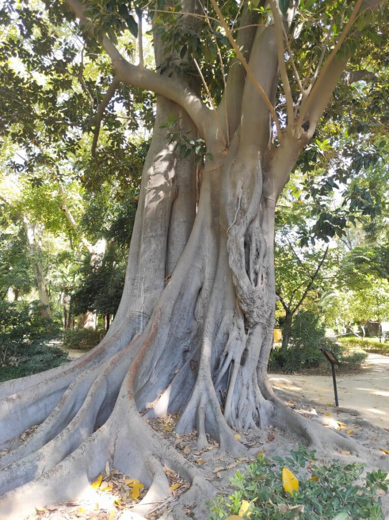 Parc Maria Luisa près de la place d'Espagne à Séville